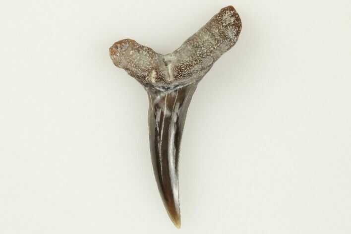 Fossil Shark (Cretodus) Tooth - Carlile Shale, Kansas #203302